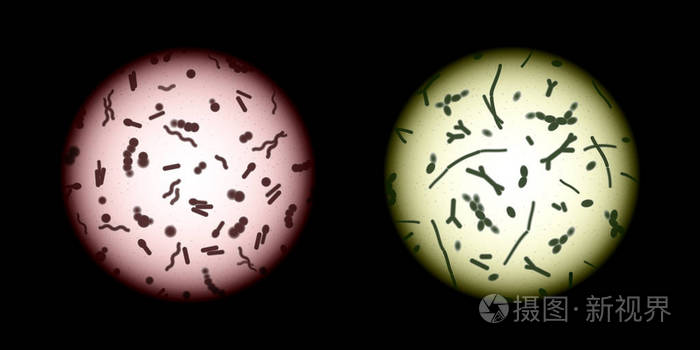 微生物和共生微生物或善恶细菌抽象概念载体显微镜下各种染色细菌细胞