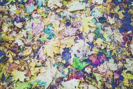 秋季彩色落叶落叶背景