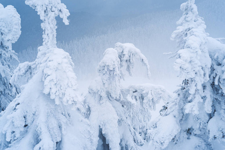 覆盖着雪和霜冻的云杉树。 山坡上的冬季森林。 多云天气，山区有雾霾