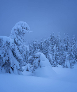 美妙的冬季景色与雪堆在云杉林。 满是雪的树。 忧郁的蓝色场景