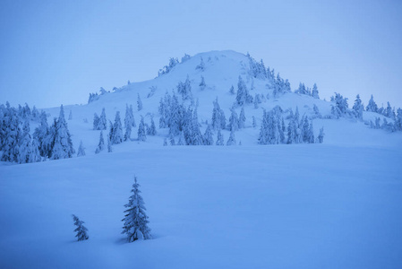 山上美丽的冬季景观。 云杉树在雪地里，雪堆在山坡上。 蓝色的黄昏