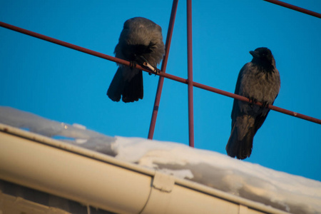 黑乌鸦坐在蓝天的屋顶上