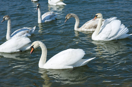 早春白天鹅在河水中游泳..一群美丽的天鹅在蓝色的水里。