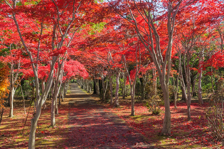 这张照片是从日本北海道札幌平冈树艺术中心拍摄的。在冬天来临之前，秋天所有的树都会从绿色变成红色。这个地方在札幌很受欢迎。