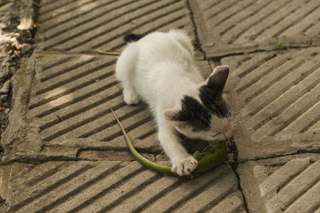 猫的世界。一只小猫和一只蜥蜴。小猫是捕食者。年轻的猎人。