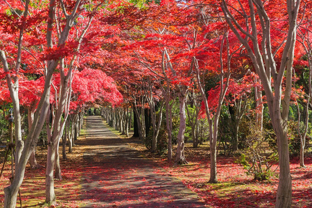 这张照片是从日本北海道札幌平冈树艺术中心拍摄的。在冬天来临之前，秋天所有的树都会从绿色变成红色。这个地方在札幌很受欢迎。