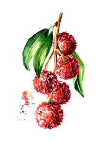 树枝上的新鲜荔枝带着叶子.水彩手绘插图,白色背景隔离照片