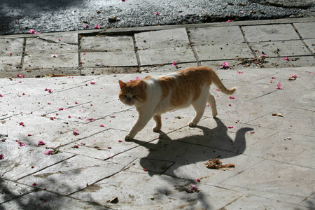 一只鼻子脏的姜猫沿着破旧的街道走着