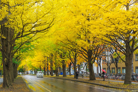 日本秋天最著名的一棵树是银杏，北海道大学有一条银杏大道。超过380米长，由70棵树组成，秋天变成金黄色。