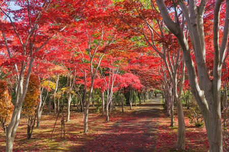 这张照片是从日本北海道札幌平冈树艺术中心拍摄的。在冬天来临之前，秋天所有的树都会从绿色变成红色。这个地方在札幌很受欢迎。