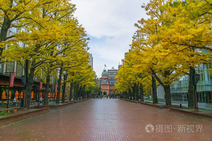 前北海道政府办公室是北海道最著名的象征 其外墙上的红星是北海道发展委员会的象征 建筑前的金科树在秋天变色 照片 正版商用图片15dq66 摄图新视界