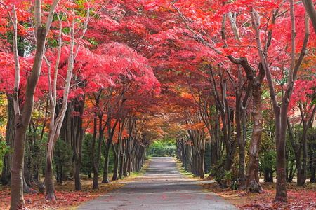 这张照片是从日本北海道札幌市平冈树艺术中心拍摄的。 在冬天来临之前，秋天所有的树都会从绿色变成红色。 这个地方是札幌旅游景点之一