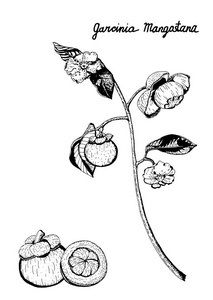 紫色芒果枝果花叶的矢量植物学插图.