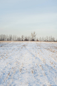 冬季景观。 阳光明媚的一天，清新的雪落在干草上