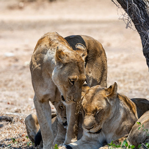 南部非洲热带稀树草原上的雌性狮子