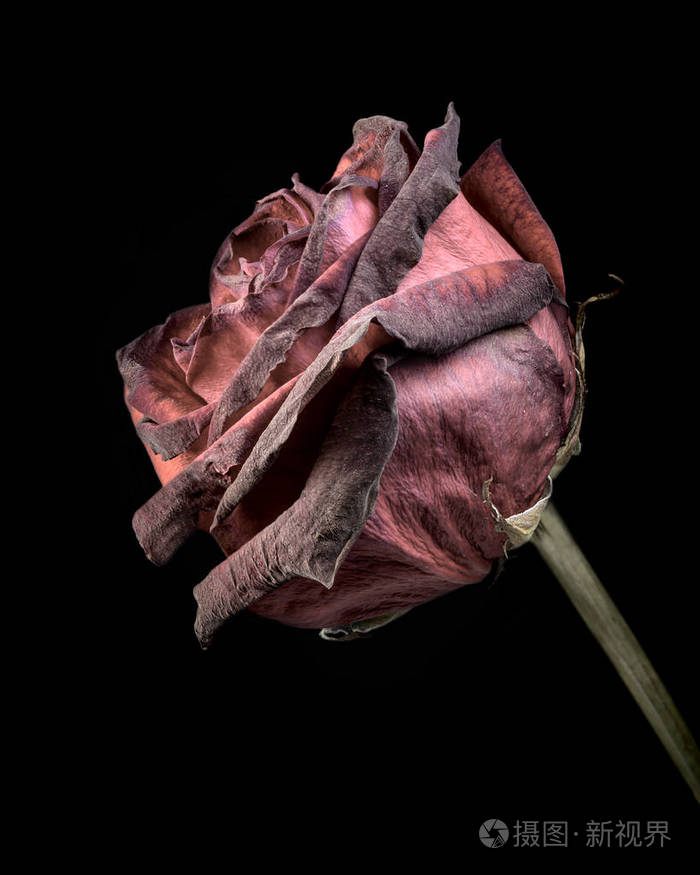 一朵死去的玫瑰黑色背景来说明衰老和失去希望和梦想的概念