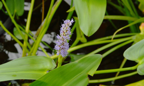 热带水生植物在水池中绽放