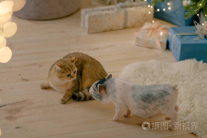 *3712px无水印下载免费10次/天下载小样发票合同问题/举报可爱小猪