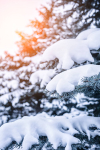 雪林中寒冷的冬季景观。 寒冷的冬天，松枝上覆盖着雪。 圣诞背景与杉树