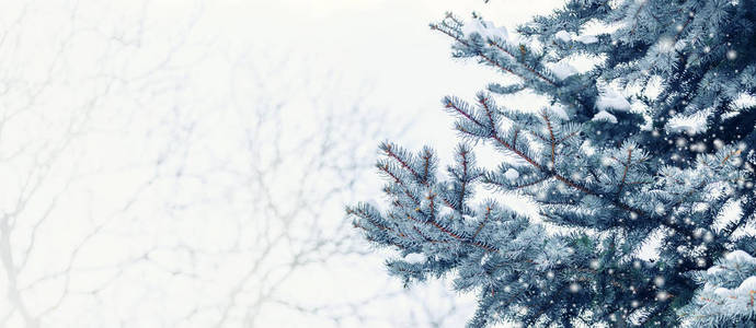 雪林中寒冷的冬季景观。 寒冷的冬天，松枝上覆盖着雪。 圣诞背景与杉树