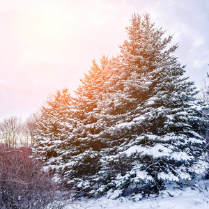 雪林中寒冷的冬季景观。 寒冷的冬天，松枝上覆盖着雪。 圣诞背景与杉树