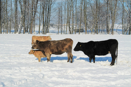 冬天雪中的大母牛和小牛