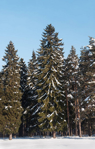 冬天森林里的雪杉树。 弗拉基米尔地区俄罗斯。