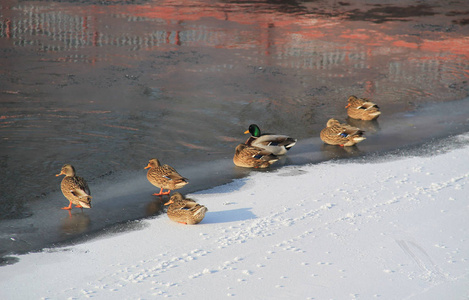 冬天冰封的河上的一群野鸭
