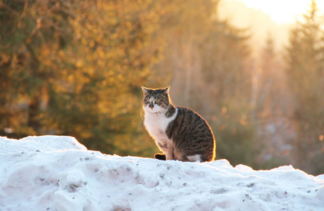 灰白色的猫坐在雪地上，在黄昏的灯光下晒太阳