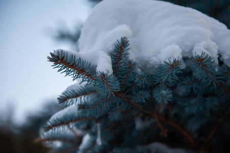 冰雪覆盖的杉树