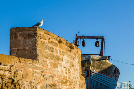 海鸥在埃萨乌拉的老渔港摩洛哥