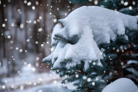 冰雪覆盖的杉树