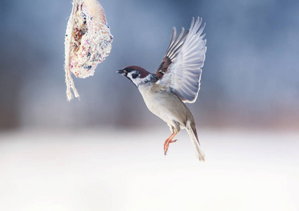 翅膀的种子图片