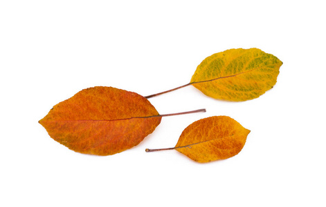 五颜六色的秋叶在白色的背景下分离