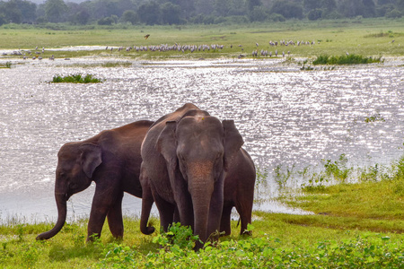 斯里兰卡乌达瓦拉韦国家公园的大象