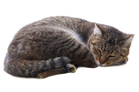 睡猫蜷缩在白色背景上照片