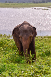 斯里兰卡Udawalawe国家公园的大象