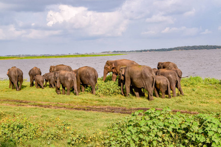 斯里兰卡Udawalawe国家公园的大象