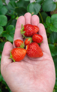 手里拿着许多草莓