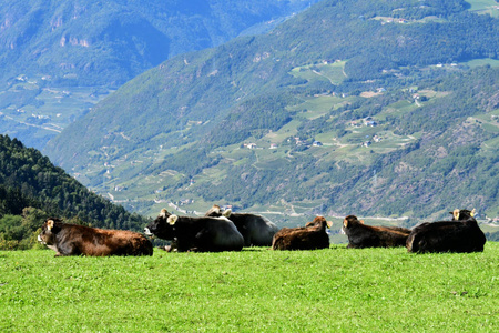 在意大利山区放牧的奶牛欧洲南部蒂罗尔麦道