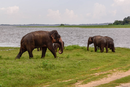 斯里兰卡乌达瓦拉韦国家公园的大象