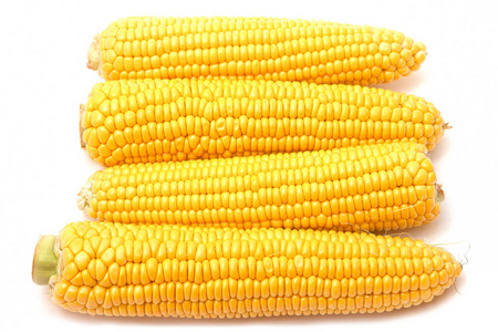 在白色背景上分离的玉米芯上图片