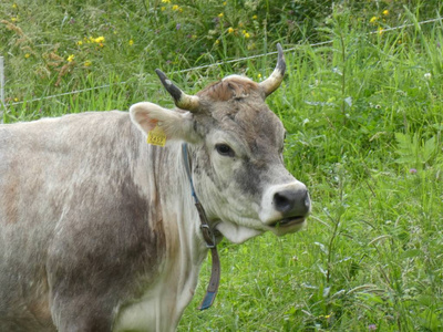 意大利南部提罗尔山区的奶牛，欧洲牧场绿草如茵