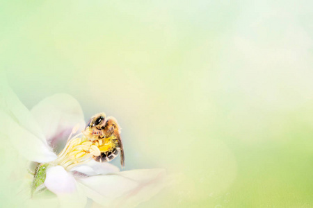 抽象蜜蜂图片-抽象蜜蜂素材-抽象蜜蜂插画-摄图新视界