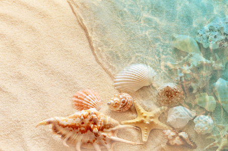 海星和贝壳在夏日沙滩上海水中。夏天的背景。夏季时间