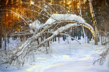 冬雪覆盖森林冬季景观与桦树