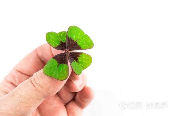 四棵叶草握在手里