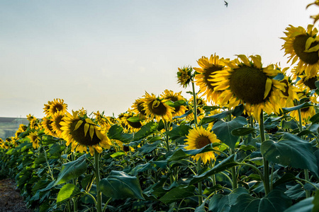 温暖的夏日天空热和温暖的颜色和阴影美丽的俄罗斯风景在罗斯托夫地区