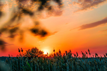 热和温暖的颜色和阴影美丽的俄罗斯风景在罗斯托夫地区。 当地田野盛开的黄色向日葵在日落阳光明媚的夏日。 五颜六色和不寻常的云和天空