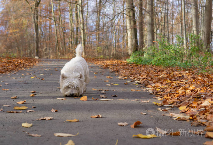 西高地白猎犬走在街上嗅嗅